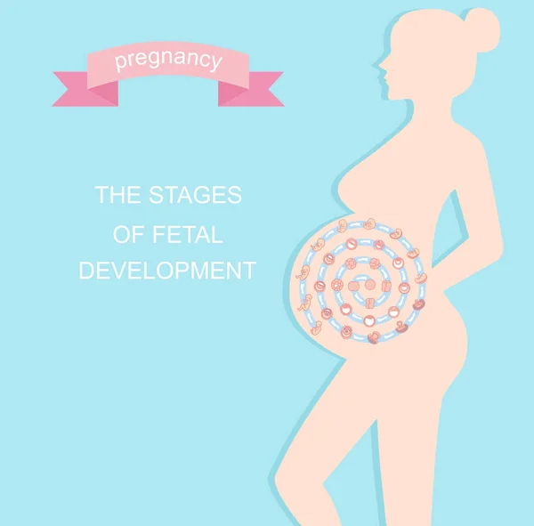 Femme Enceinte Stades Développement Foetal — Image vectorielle