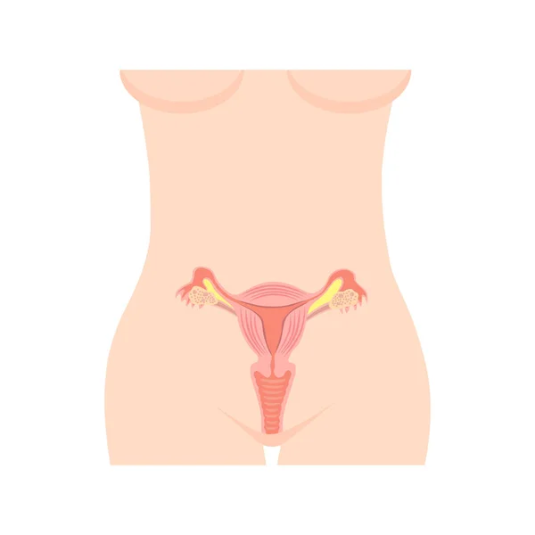 Anatomía Femenina Icono Ilustración Fondo — Vector de stock