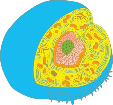 of the cell clipart