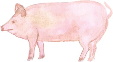 bir domuz suluboya çizimi