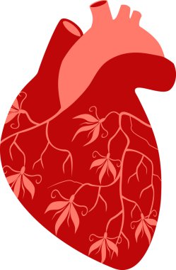 Stock Vektör İllüstrasyonu: kalbin resmedilmesi