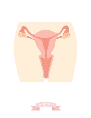Stock Vector Illustration: Uterus vector clipart
