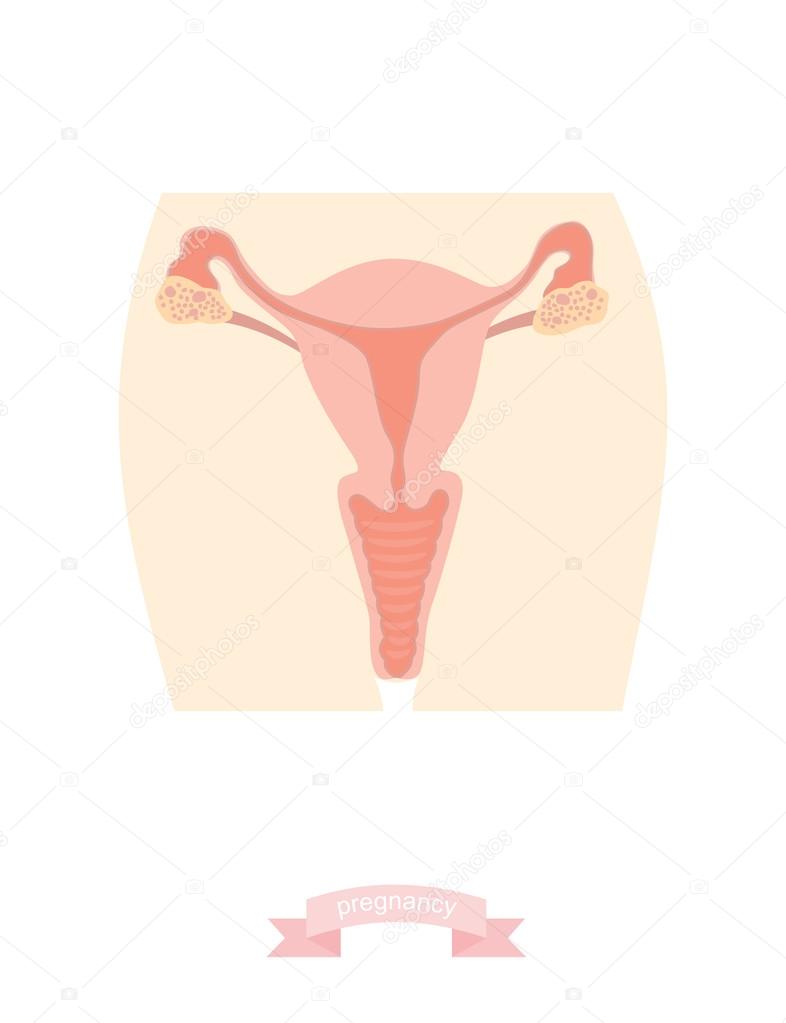 Stock Vector Illustration: Uterus vector