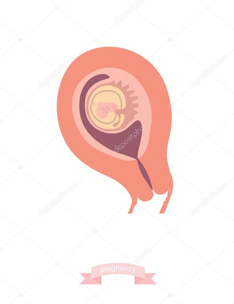 Human foetus inside the womb. Vector Illustration