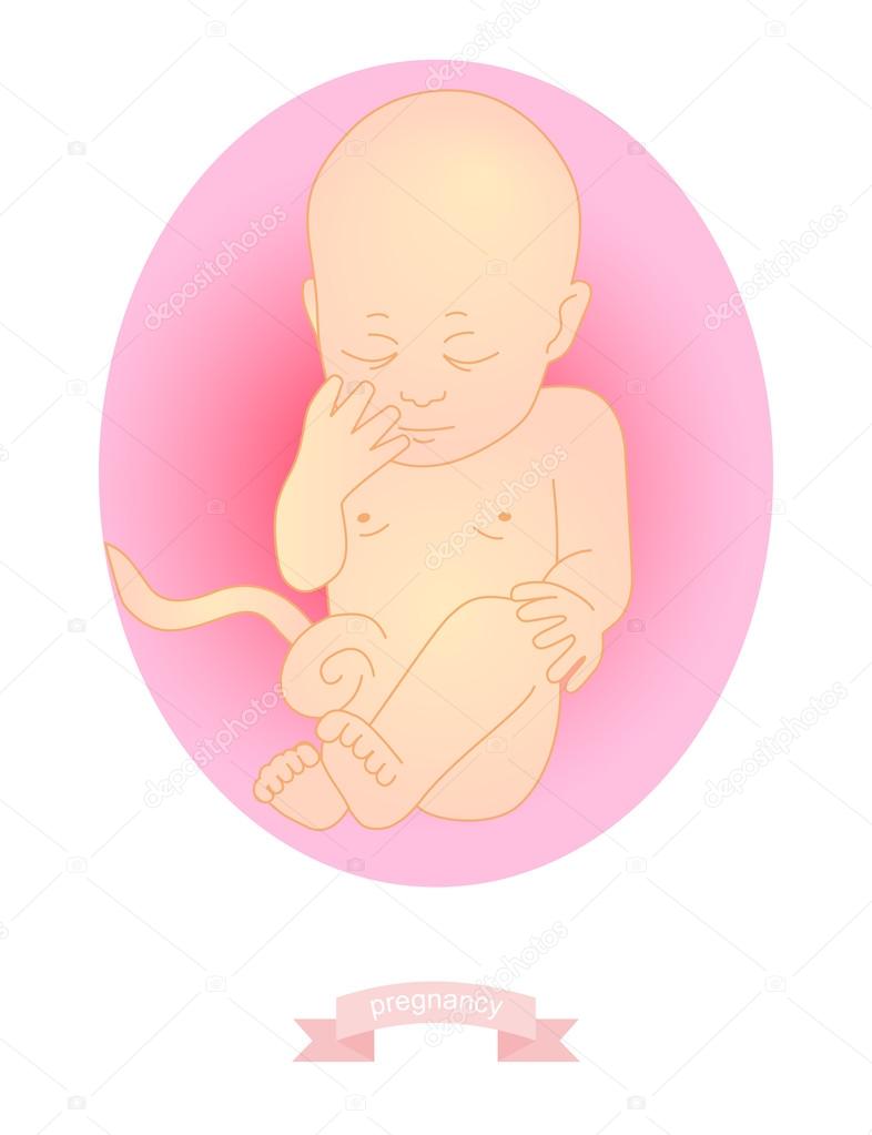 illustration of a baby in the womb