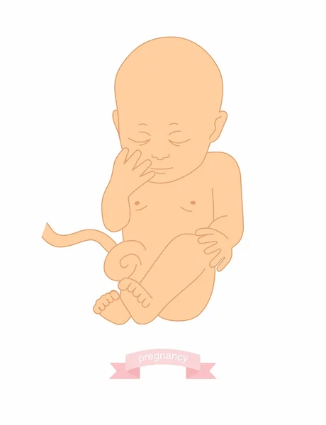 Illustratie van een baby in de baarmoeder — Stockvector