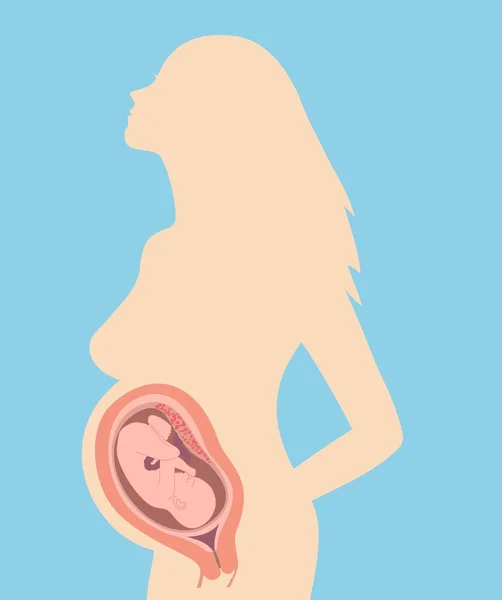 Ilustrace silhouette těhotné ženy s embryo — Stockový vektor