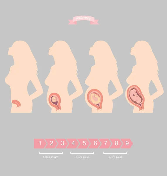 Illustrationsset einer Silhouette einer schwangeren Frau mit einem Embryo. Entwicklungsstadien des Kindes im Mutterleib — Stockvektor