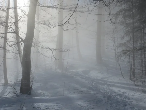 Mistyczna atmosfera w zimowym lesie Obrazy Stockowe bez tantiem