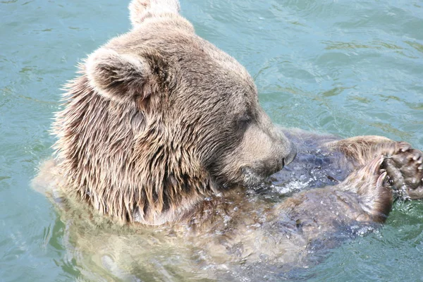 ヒグマ入浴 — ストック写真