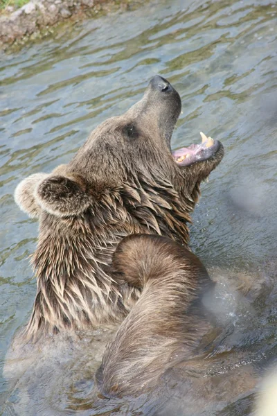 ヒグマ入浴 — ストック写真