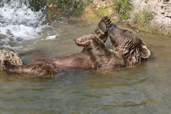 ヒグマ入浴 — ストック写真