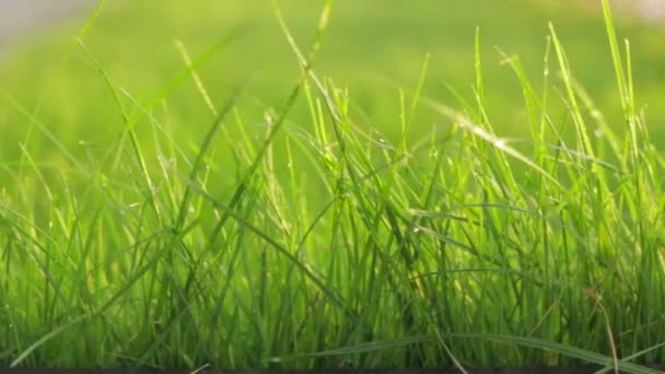 Grass with water drops — Stock Video