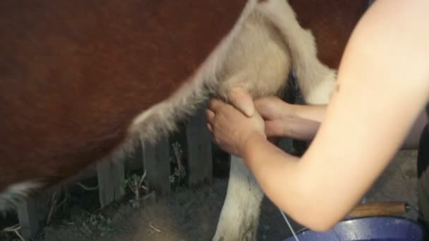 Жінка доїть корову — стокове відео