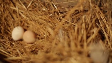 Kadın alarak yumurta eller