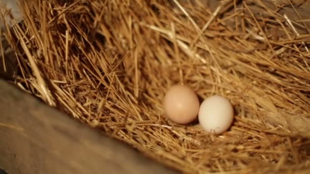 Weibliche Hände, die Eier nehmen — Stockvideo