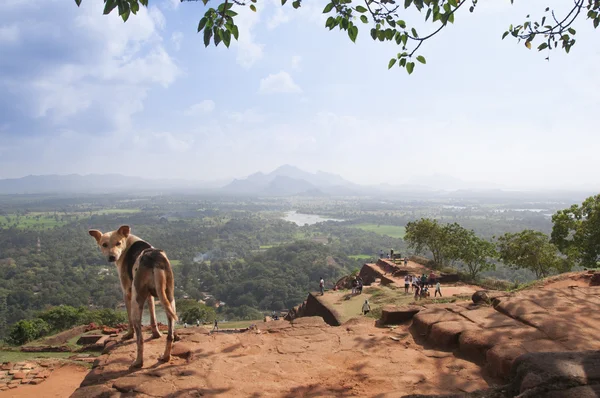 Hond op de bovenkant van burcht op Sigiriya rots — Stockfoto