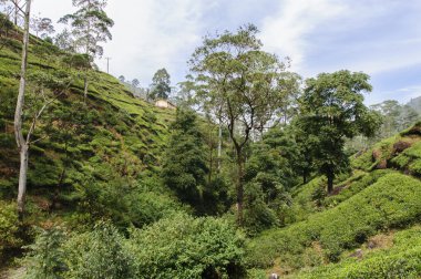 Çay tarlası manzarası