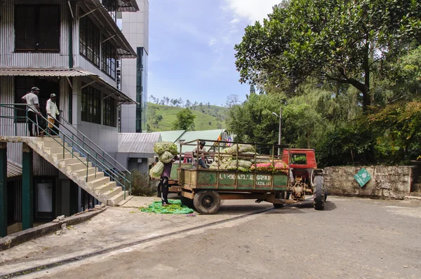 İşçilerin çay fabrikası