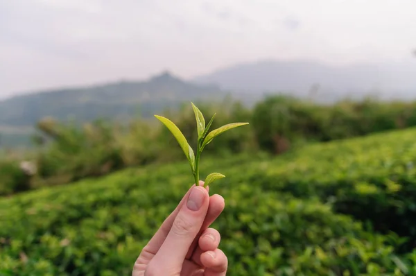 taze çay yaprakları