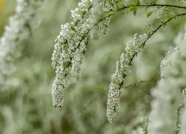 Pobočka bílé květy — Stock fotografie