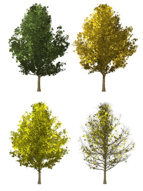 ginkgo ağacı üzerinde beyaz izole.