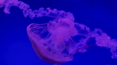 Parlayan bir denizanası derin mavi akvaryum ışığında zarifçe sürüklenerek sualtı havası yaratır.