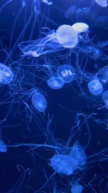 Birçok denizanası parlak neon ışıklarıyla aydınlatılmış bir akvaryumda sürüklenir. Canlı renkler büyüleyici ve fütüristik bir sualtı sahnesi yaratır.