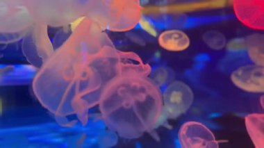 Parlak pembe ve mavi denizanaları aydınlanmış bir akvaryumda yüzerler. Neon ışıkları suyu yansıtarak sualtı dünyasında büyüleyici bir güzellik ve uyum atmosferi yaratır.