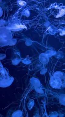 Birçok denizanası parlak neon ışıklarıyla aydınlatılmış bir akvaryumda sürüklenir. Canlı renkler büyüleyici ve fütüristik bir sualtı sahnesi yaratır.