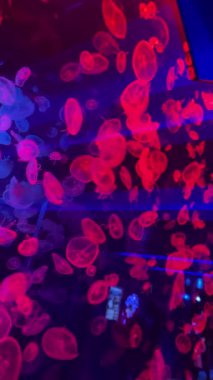 Deniz anası, koyu kırmızı ışıklarla aydınlatılmış bir akvaryumda yavaşça sürüklenir. Zengin kırmızı parıltı dramatik ve büyüleyici bir sualtı atmosferi yaratır.