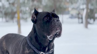 Kış parkında karla kaplı duran bir Cane Corso köpeğinin yakın plan portresi. Güçlü ve kendinden emin, etkileyici gözleri, sakin duruşu ve asil görünüşü olan bekçi köpeği..
