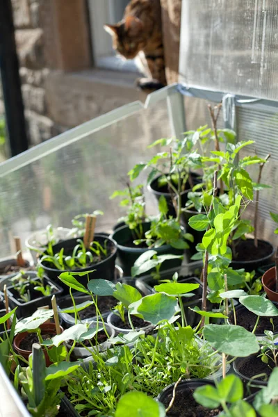 Eco-friendly gardening, reduced waste - young seedlings in upcycled pots made from plastic waste in DIY greenhouse.