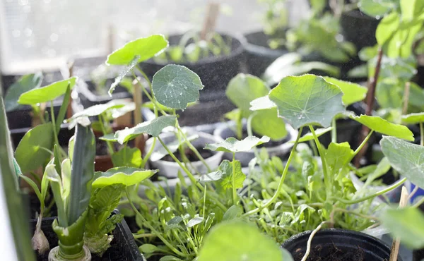 Eco-friendly gardening, reduced waste - young seedlings in upcycled pots made from plastic waste in DIY greenhouse.