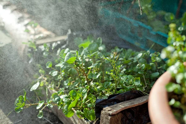 Vattna Den Medicinska Örtagården Spraya Vattendroppar Upplysta Solen Unga Blad — Stockfoto