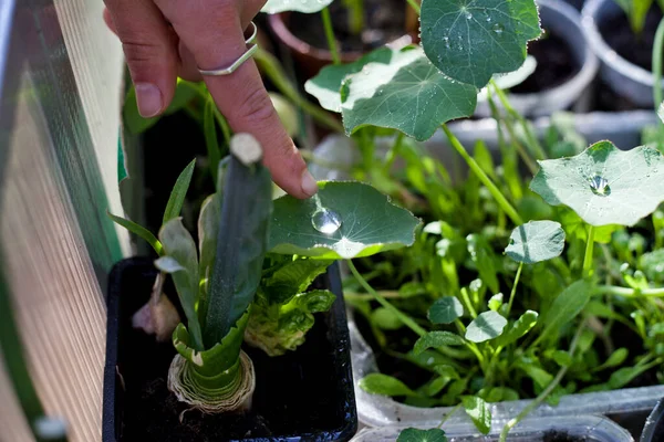 Vrouwelijke Tuinman Controleert Groenteplanten Tuin Plant Verzorging Van Jonge Zaailingen — Stockfoto