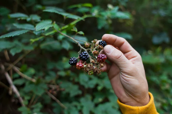 Voederen Voor Wild Voedsel Zomer Braamstruiken Vol Fruit Blackberry Zijn — Stockfoto
