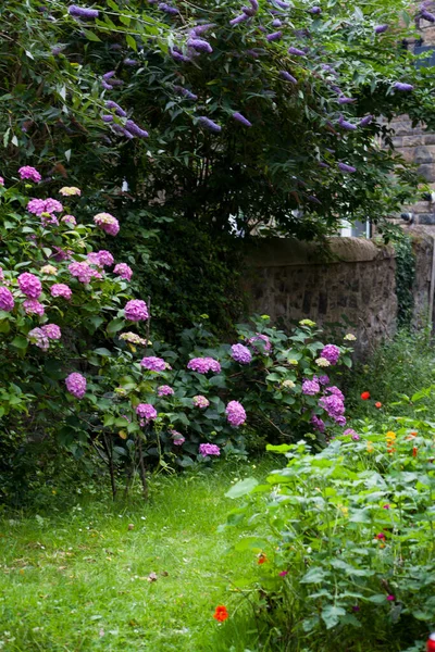 Krásná Jarní Přírodní Zahrada Divokými Porosty Jedlých Rostlin Velkých Keřů — Stock fotografie