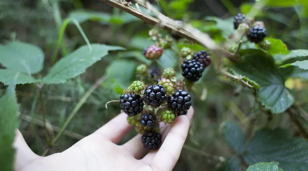 野生の食べ物のための採餌 果物でいっぱいの夏のブレンブル茂み ブラックベリーは ヨーロッパの温帯地域のための原産の植物であり ヘッジローからの一般的な食べ物です 女の手で果実を摘む — ストック写真