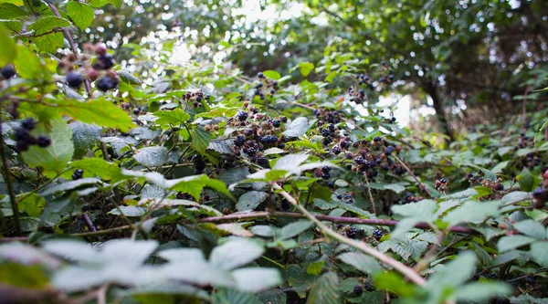Foraging Wild Food Summer Bramble Bushes Full Fruit Blackberry Native — Stock Photo, Image