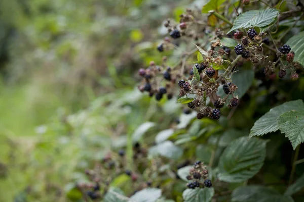 Foraging for wild food -  summer bramble bushes full of fruit. Blackberry are native plants for temperate regions of Europe, common food from the hedgerows.