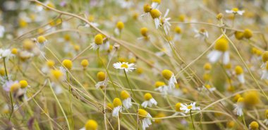 Bitki bahçesinde papatya çayı - matricaria chamomilla.