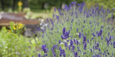 Eski İngiliz tarzında şifalı ot bahçesi ve lavanta, biberiye, calendula, borage, origano, kekik, papatya çayı ve adaçayı ile karışık sınırlar..