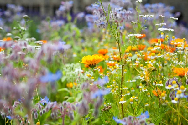 Léčivá Bylinková Zahrada Starém Anglickém Stylu Starými Odrůdami Smíšenými Hranicemi — Stock fotografie