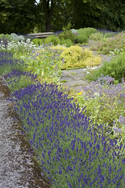 Medicinale Kruidentuin Oude Engelse Stijl Met Oude Rassen Gemengde Randen — Stockfoto