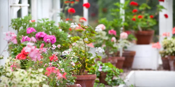 Kleurrijke Bloeiende Bloemen Geranium Collectie Witte Serre — Stockfoto