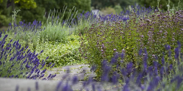 Eetbare Medicinale Tuin Met Bloeiende Lavendel Land Oude Stijl Zandsteen — Stockfoto