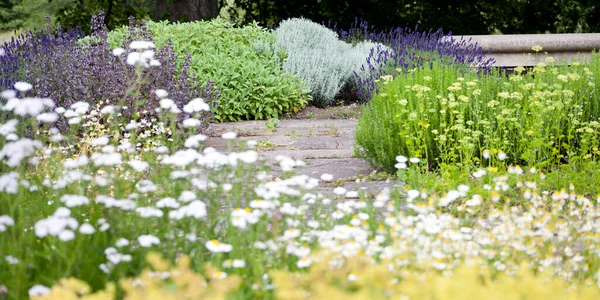 Ätbar Och Medicinalträdgård Med Blommande Lavendel Lantlig Gammal Stil Sandsten — Stockfoto