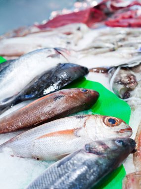 Taze Atlantik levrek balık pazarı.