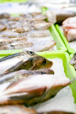 Taze Atlantik balık pazarı Triglidae golondro.